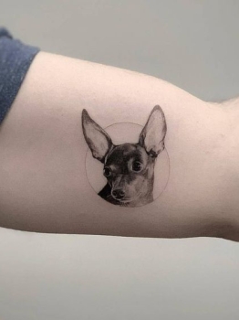 Pet tattoo