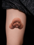 Pet tattoo